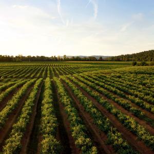 Agricoltura