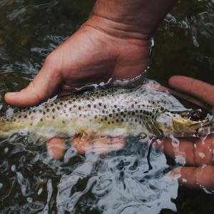 <span>Photo by <a href="https://unsplash.com/@hbrumels?utm_source=unsplash&utm_medium=referral&utm_content=creditCopyText">Hunter Brumels</a> on <a href="https://unsplash.com/s/photos/fishing?utm_source=unsplash&utm_medium=referral&utm_content=creditCopyText">Unsplash</a></span> pesca