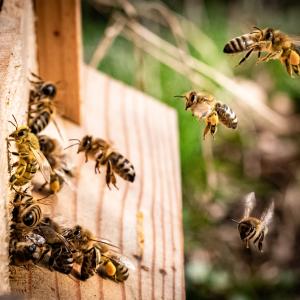 <span>Photo by <a href="https://unsplash.com/@kai_wenzel?utm_source=unsplash&utm_medium=referral&utm_content=creditCopyText">Kai Wenzel</a> on <a href="https://unsplash.com/s/photos/bees?utm_source=unsplash&utm_medium=referral&utm_content=creditCopyText">Unsplash</a></span> Aiuti all