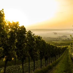 <span>Photo by <a href="https://unsplash.com/@svenwilhelm?utm_source=unsplash&utm_medium=referral&utm_content=creditCopyText">Sven Wilhelm</a> on <a href="https://unsplash.com/s/photos/wine?utm_source=unsplash&utm_medium=referral&utm_content=creditCopyText">Unsplash</a></span> Vigne