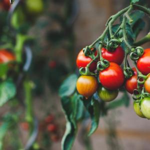 <span>Photo by <a href="https://unsplash.com/@markusspiske?utm_source=unsplash&utm_medium=referral&utm_content=creditCopyText">Markus Spiske</a> on <a href="https://unsplash.com/s/photos/pesticide?utm_source=unsplash&utm_medium=referral&utm_content=creditCopyText">Unsplash</a></span> Agricoltura