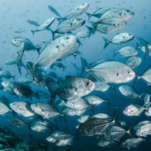 Pesca