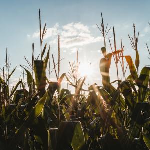 <span>Photo by <a href="https://unsplash.com/@julianhochgesang?utm_source=unsplash&utm_medium=referral&utm_content=creditCopyText">Julian Hochgesang</a> on <a href="https://unsplash.com/s/photos/agricultural?utm_source=unsplash&utm_medium=referral&utm_content=creditCopyText">Unsplash</a></span> Agricoltura