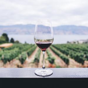 <span>Photo by <a href="https://unsplash.com/@kymellis?utm_source=unsplash&utm_medium=referral&utm_content=creditCopyText">Kym Ellis</a> on <a href="https://unsplash.com/s/photos/wine?utm_source=unsplash&utm_medium=referral&utm_content=creditCopyText">Unsplash</a></span> Viticoltura
