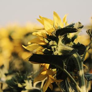 Photo by <a href="https://unsplash.com/@roma_kaiuk?utm_source=unsplash&utm_medium=referral&utm_content=creditCopyText">Roma Kaiuk</a> on <a href="https://unsplash.com/s/photos/agricultural?utm_source=unsplash&utm_medium=referral&utm_content=creditCopyText">Unsplash</a> Agricoltura