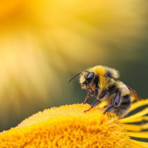 Photo by <a href="https://unsplash.com/@at8eqeq3?utm_source=unsplash&utm_medium=referral&utm_content=creditCopyText">Dmitry Grigoriev</a> on <a href="https://unsplash.com/s/photos/bee?utm_source=unsplash&utm_medium=referral&utm_content=creditCopyText">Unsplash</a> Apicoltura