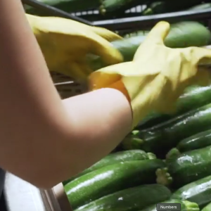 lavoro in un'azienda di trasformazione agricola - immagine simbolica lavoro in un'azienda di trasformazione agricola - immagine simbolica