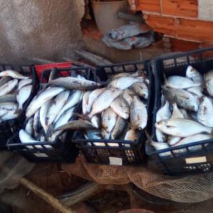 pesce fresco pesce fresco