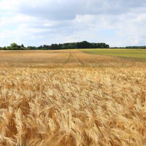 Campo di grano