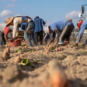 Braccianti agricoli