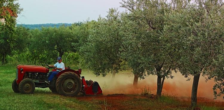 agricoltore