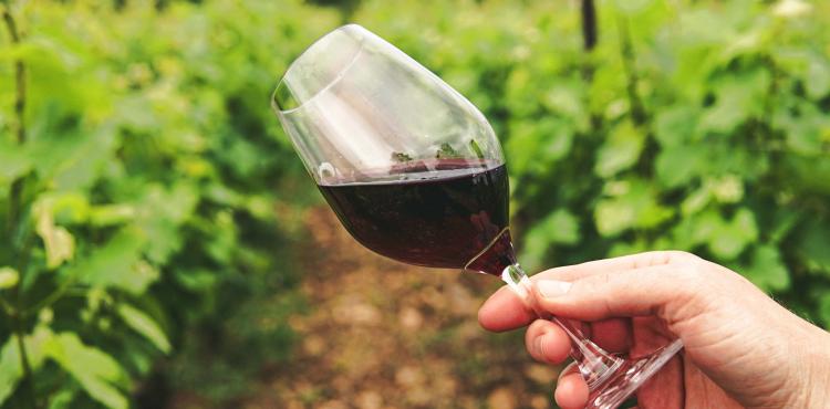 Vino