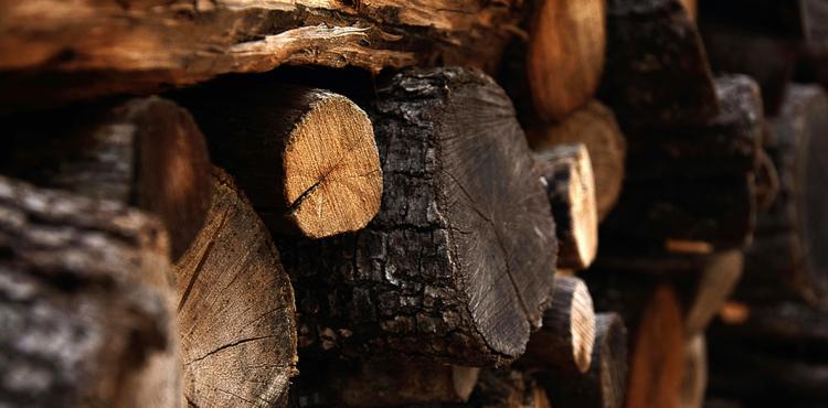 imprese della filiera della prima lavorazione del legno