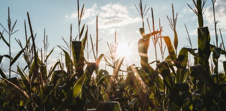 <span>Photo by <a href="https://unsplash.com/@julianhochgesang?utm_source=unsplash&utm_medium=referral&utm_content=creditCopyText">Julian Hochgesang</a> on <a href="https://unsplash.com/s/photos/agricultural?utm_source=unsplash&utm_medium=referral&utm_content=creditCopyText">Unsplash</a></span> Agricoltura