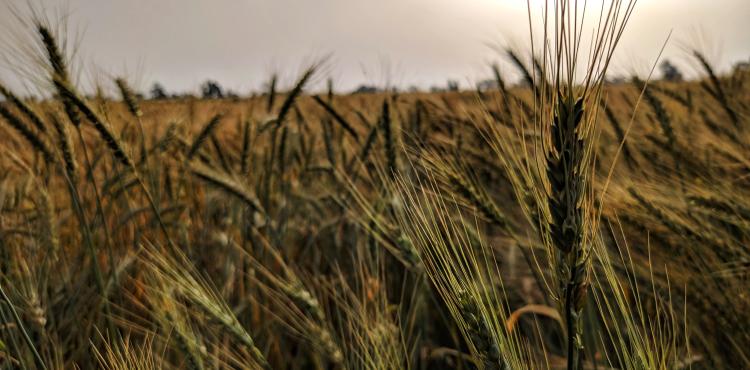 Agricoltura