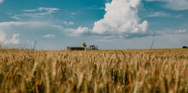 Agricoltura - Foto di Drazen Nesic da Pixnio Agricoltura - Foto di Drazen Nesic da Pixnio