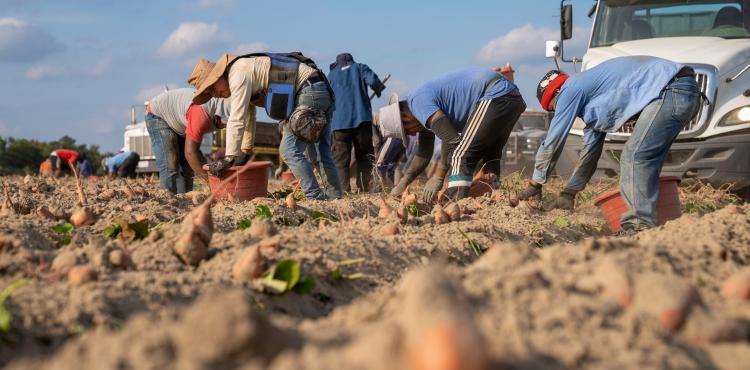 Braccianti agricoli